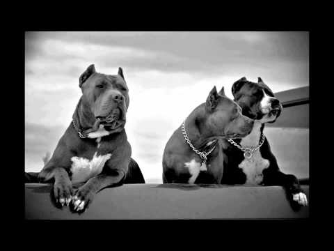 Snoop Lion - Harder Times (Feat. Jahdan Blakkamoore)