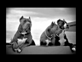 Snoop Lion - Harder Times (Feat. Jahdan ...