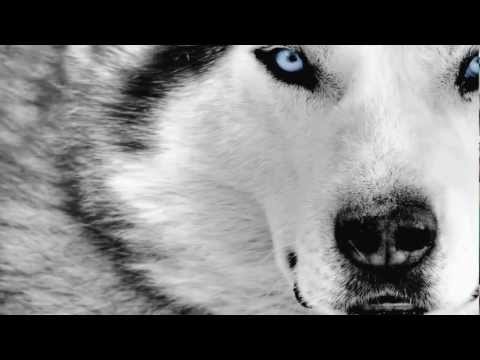 David Guetta Ft. Sia - She Wolf (Michael Calfan Remix)