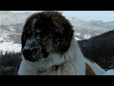 Krsna Liko ja se tebi divim (Velebit) .