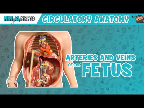 Cardiovascular Anatomy of the Heart Heart Model