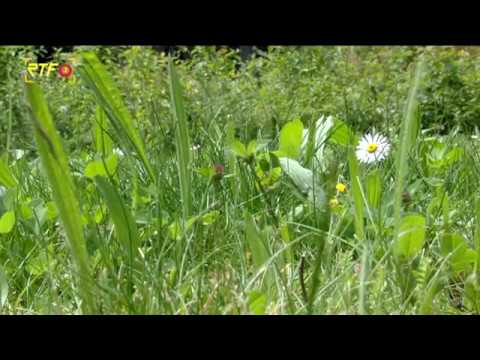 RTF.1-Nachrichten: Projekt "Blühende Gärten"