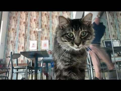 Zeke Saru ARTLOVECATS June 2019