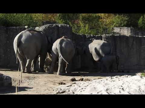 アジアゾウ3世代　祖父母・母・娘　Asian elephant　2017 1031