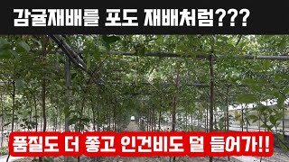 포도 재배사가 감귤을 재배하면 발생하는 일!! 오히려 인건비 절약 고품질 감귤 생산!!! 제주도가 아닌 천안…