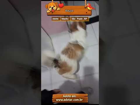 Vídeo de Duque