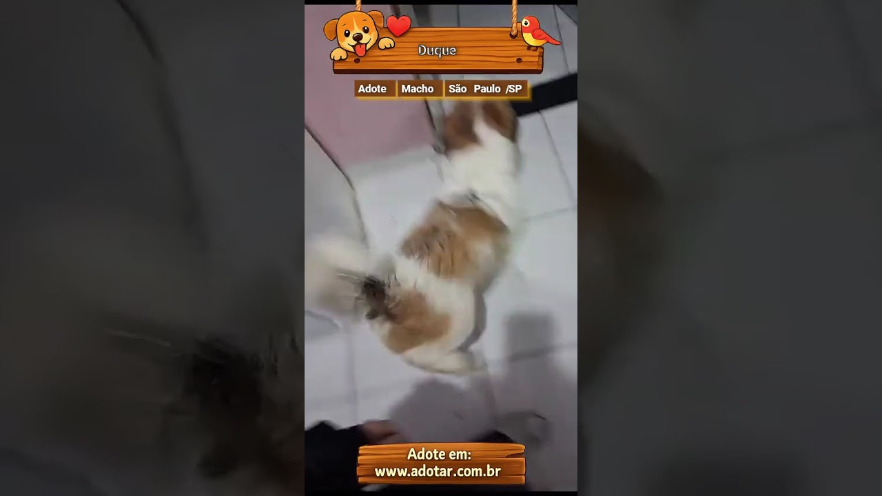Cachorro raça SRD-ViraLata idade 1 ano nome Duque