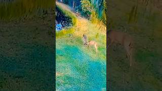 Deer Duel: Two Bucks Go Head-to-Head #deer #bucks #antlers
