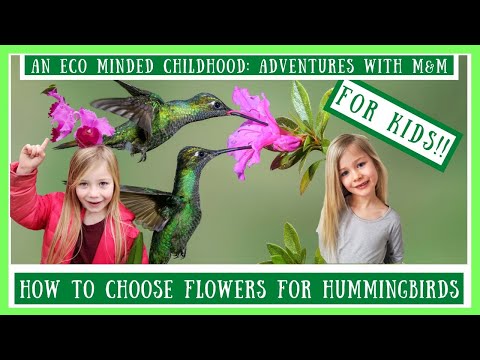 How To Choose Flowers For Hummingbirds (For Kids!) | Hummingbird Gardening With Kids