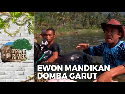 SERU BANGET! Ewon Mandikan Domba Garut | JEJAK RIMBA EPS 29