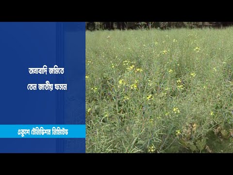 অনাবাদি জমিতে তেল জাতীয় ফসল