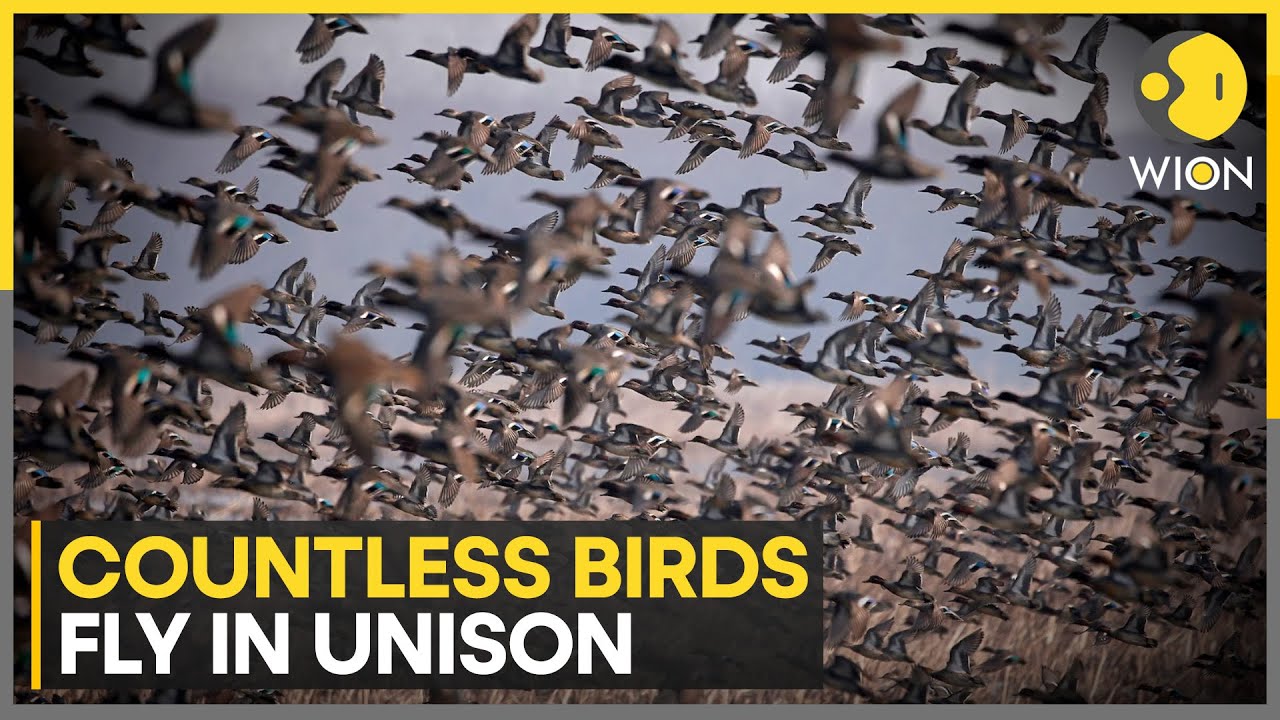 China Sky Transforms with Spectacular Bird Wave | WION