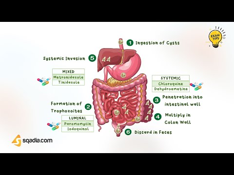Amebiasis (Amoebic Dysentery) | Pathophysiology | Infectious Medicine Microbiology | V-Learning