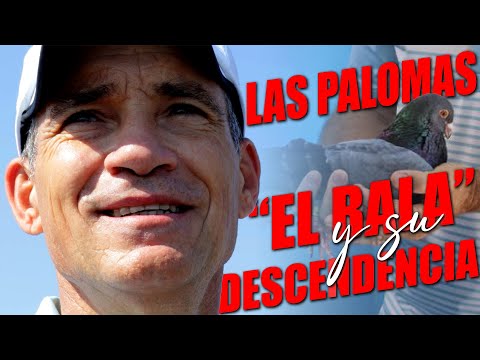 CURRUCU en su PALOMAR. "EL BALA y su DESCENDENCIA.