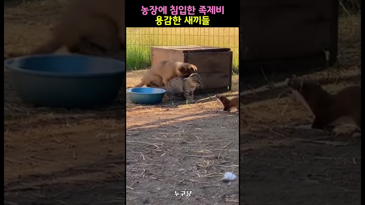 농장에 침입한 족제비 맞서 싸우는 새끼들