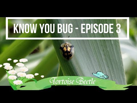 Tortoise Beetle Larvae