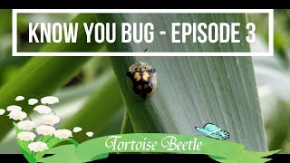 Know You Bug: Episode 3 - Tortoise Beetle