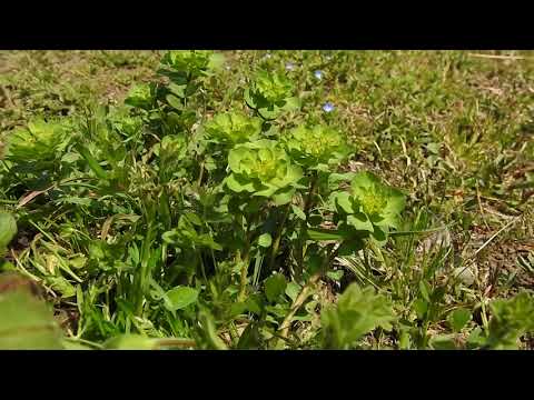ヒノキトウダイグサ 植物