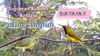 Download lagu Suara Pikat Sogon Vs Kolibri Kelapa Paling Ampuh mp3