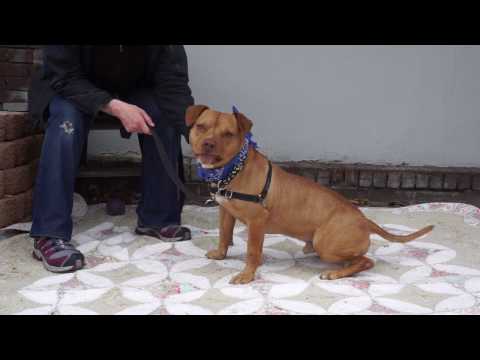 Thor, an adopted Pit Bull Terrier in Mt. Vernon, NY_image-1