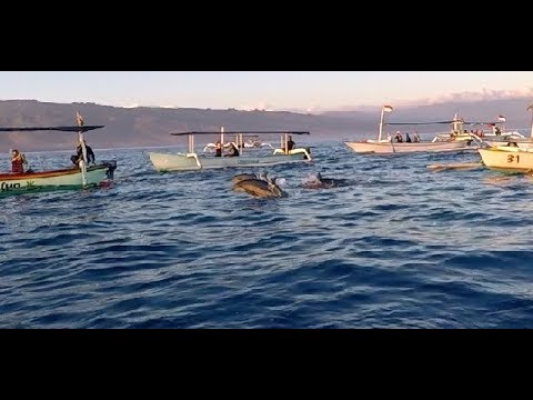 Lovina Dolphin Tour - Beautiful Bali (Indonesia)