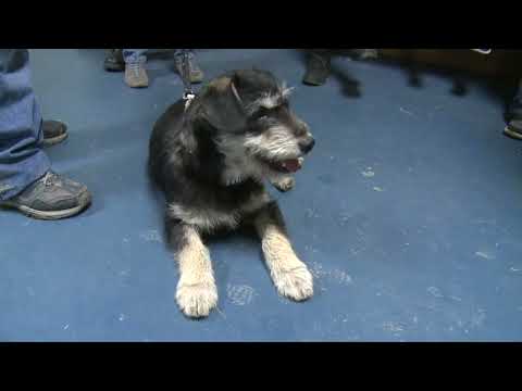 Sussex County Rabies Clinic