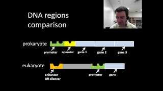Eukaryotic regulation of gene expression