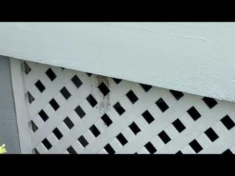 Carpenter Bees Harbor Under the Porch in Kendall Park, NJ