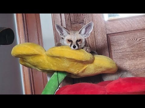 I think Fawzi Fox is going to need a new flower bed