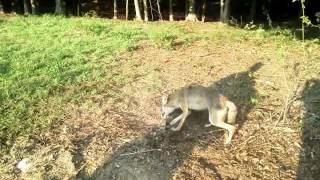 Coyote trapping with David Williams,,calf killers.