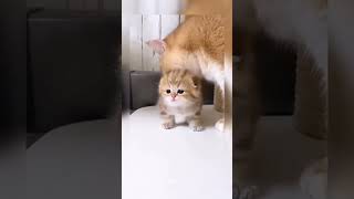 Download lagu | Cat Loving Her Little Baby Kitten | @felinology211  | Most Beautiful Kitty Cat | Cute Kitten mp3