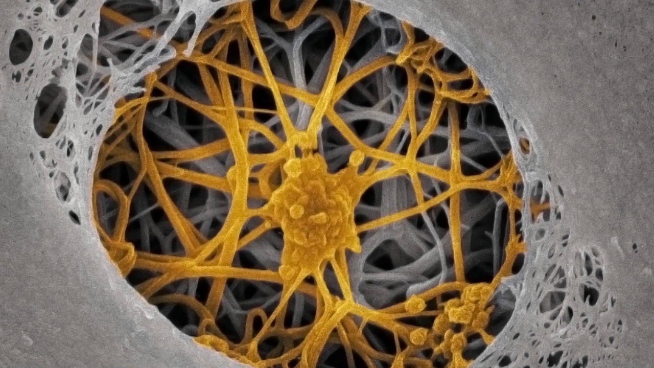 Paulina Domínguez Solís-7