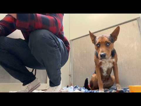 He Wagged His Tail at Everyone, NO ONE Stopped 😢 Until Today...