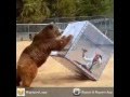 Bear vs box