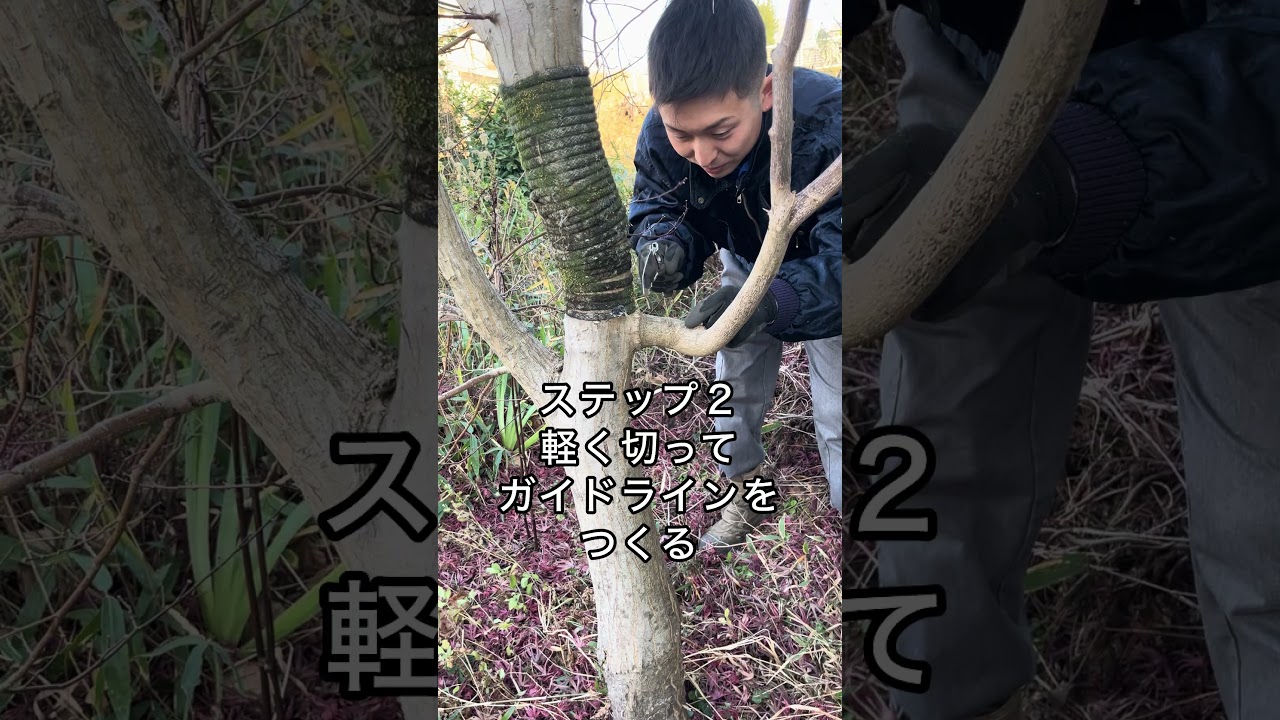 よく見る、太い枝の先が枯れてる理由　#園芸 #ガーデニング #shorts