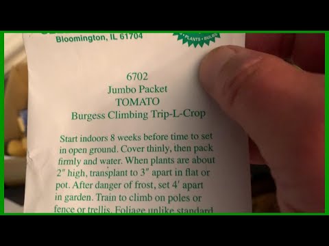 Grow An Italian Tree Tomato //  How Do You Do That ?