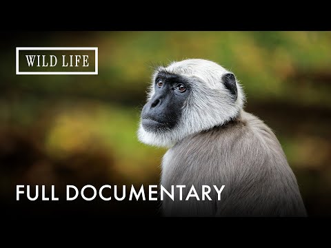The Wild Paradise of the Malaysian Islands | Full Documentary