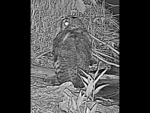 Long eared owl Wildcat Hills Nebraska 6 22 24 1120pm