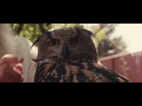 Link to video