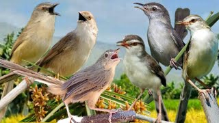 Download lagu Suara Pikat Burung - Cigun Ribut Kombinasi Ciwah Ribut Paling Ampuh mp3 Download lagu Suara Pikat Burung - Cigun Ribut Kombinasi Ciwah Ribut Paling Ampuh mp3