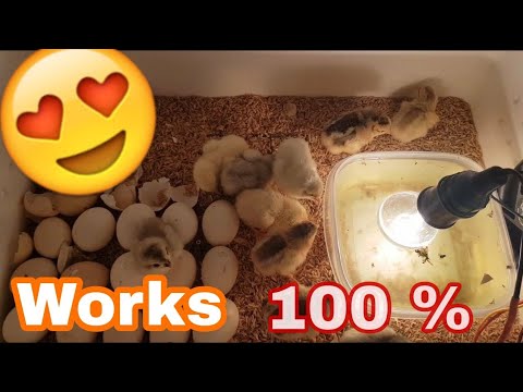 DIY _Homemade Incubator ||How To make egg Incubator simple And Easy (Hatching Chicken eggs)