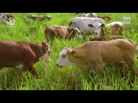 Conheça a Comissão de Ética no Uso de Animais da UEMS (CEUA)