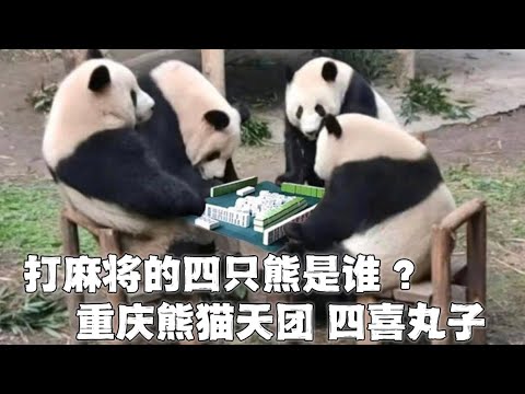 這4隻小熊貓坐在一起吃飯,剛好3+1呢~