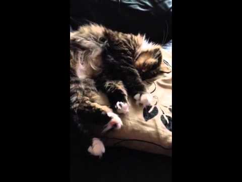 4 out of my 5 beautiful Siberian cats xxx