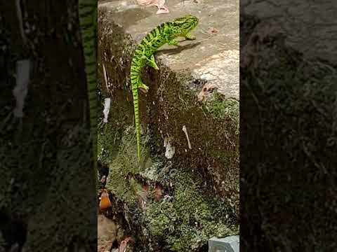 Chameleon changing color