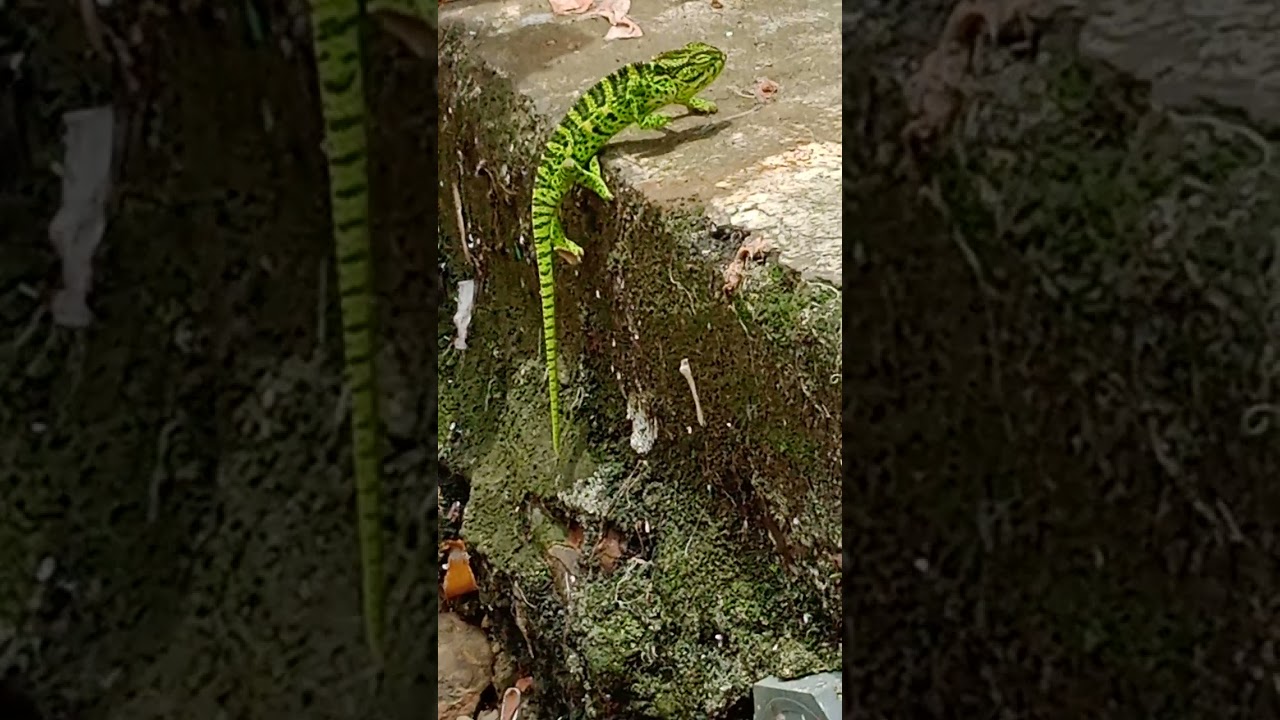 Chameleon changing color