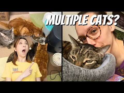 How does MeloCat feed 9 cats at once?!