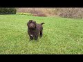 Portuguese Water Dog dogs for sale: Toby - Video 1
