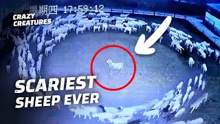 Eerie Footage Shows Sheep Walking in Nonstop Circles