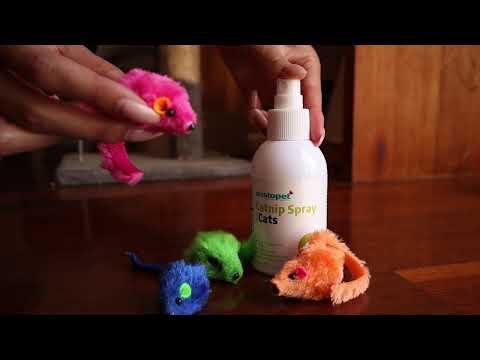 How to Use Catnip Spray for Cats & Kittens | Watch a Cats Reaction